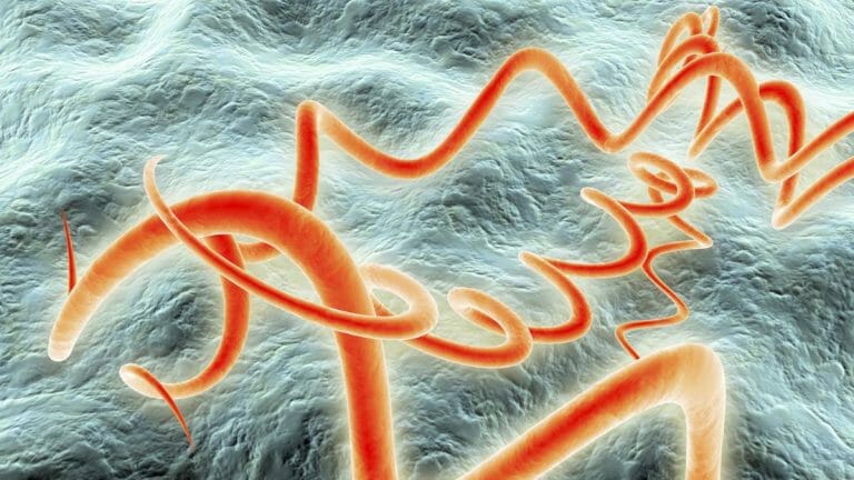 Bakteri yang Dapat Menyebabkan Penyakit Sifilis Adalah