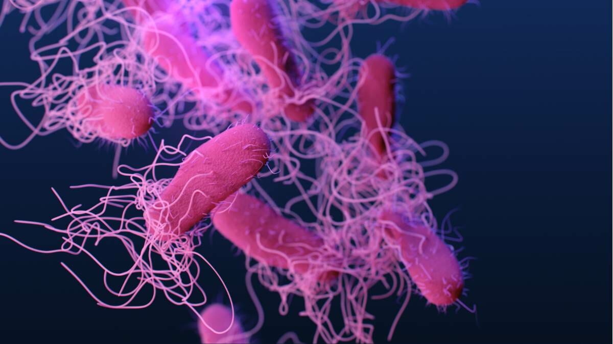 Bakteri Penyebab Penyakit Kelamin