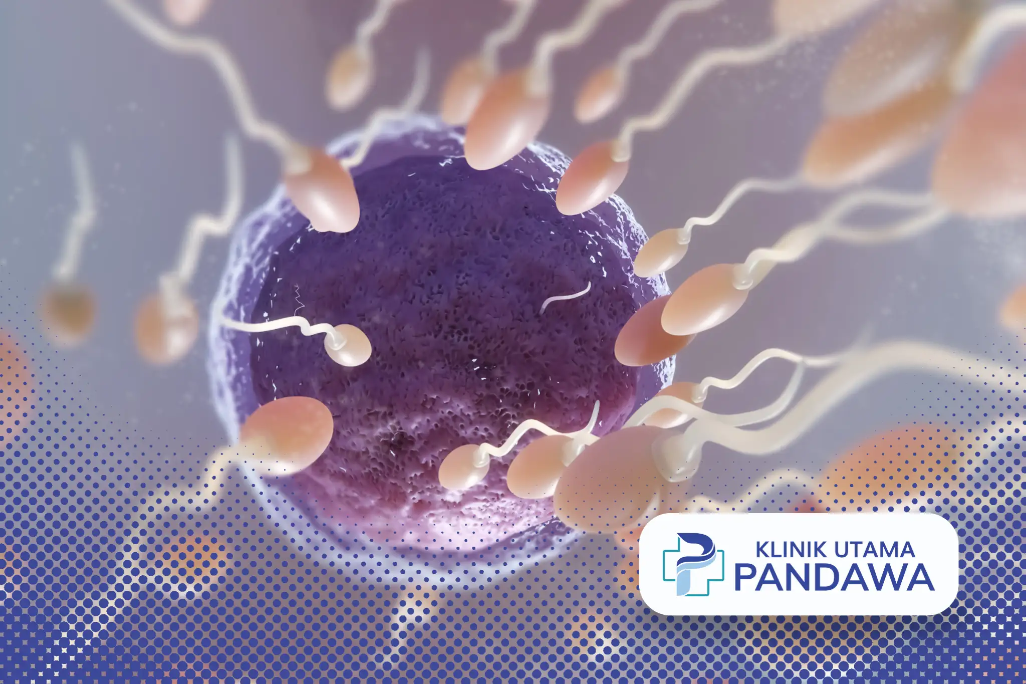 Spermatozoidlar bachadonga qanday tasir qiladi?